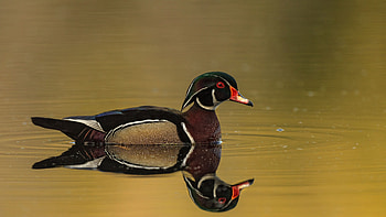 Aix sponsa, Ducks HD wallpaper