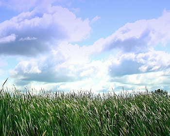 Summer sky over the cattails, summer, cattails, clouds, sky, graph HD wallpaper