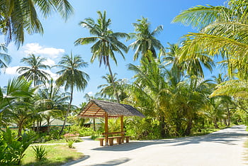 A serene tropical scene with palm trees and a rustic hut under a vibrant blue sky. HD wallpaper