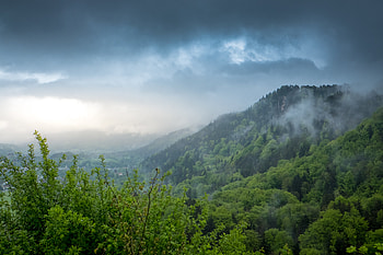 Nature, Trees, Sky, Bush, Fog, Hill HD wallpaper