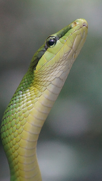 Snake, Grass Snake HD phone wallpaper