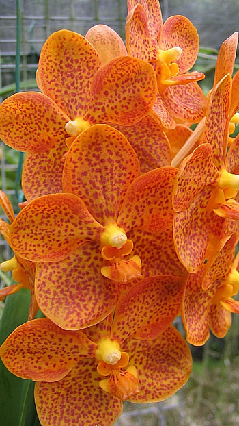 Vanda Orchid, Orange Vanda Orchid HD phone wallpaper