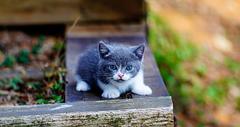 Cute, kitten, blue eyes, adorable HD wallpaper