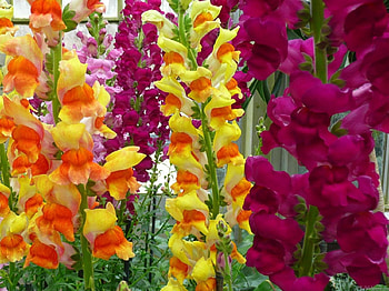 Lovely snapdragons, summer, crimson, pretty, yellow, garden, nature, flowers, spring HD wallpaper