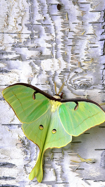 Green Butterfly, Adorable Background HD phone wallpaper