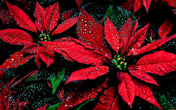 Raindrops, Poinsettia HD wallpaper