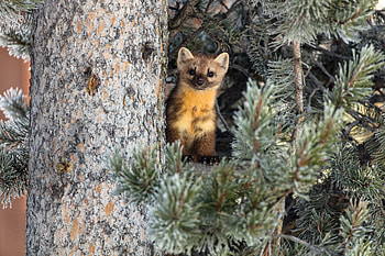 Animals, Predator, Animal, Nice, Sweetheart, Weasel HD wallpaper