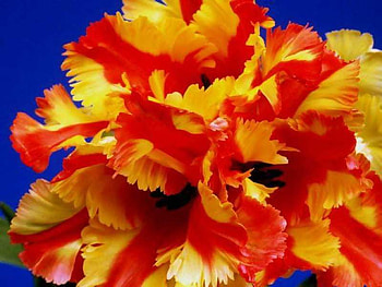 Flowers, nature HD wallpaper
