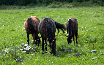 Animals, Grass, Horses, Field, Stroll HD wallpaper