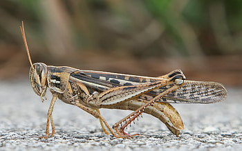 American bird grasshopper, Grasshoppers HD wallpaper