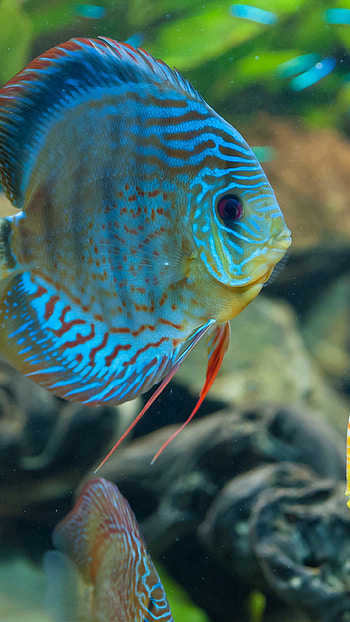 Symphysodon discus, Fish HD phone wallpaper