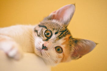 Charming close-up of an adorable tabby kitten with bright eyes and expressive whiskers. HD wallpaper