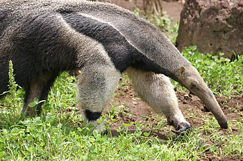 Anteater, , Unique, Captivating HD wallpaper