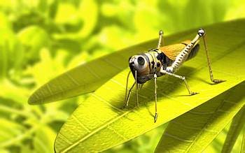 3D Grasshopper, insects, nature, 3d, grasshopper HD wallpaper