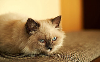 Animals, Cat, Fluffy, To Lie Down, Lie, Sadness, Sorrow HD wallpaper
