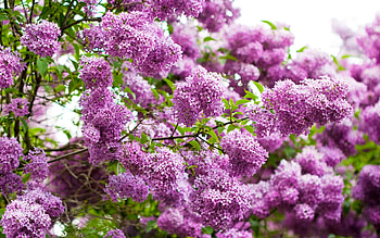Plants, Flowers, Lilac, Violet HD wallpaper
