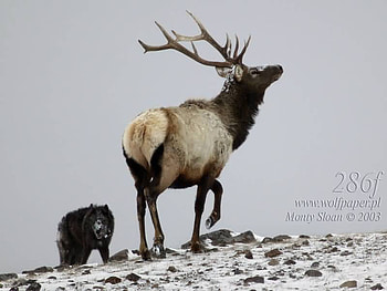 Wolf Patrol on Elk, elk, wolves, black wolves, dogs, rocks, wildlife, moose, snow, deer, red wolves, nature, sky, dark clouds, gray wolves HD wallpaper