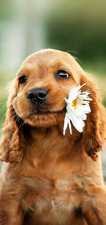 Stunning puppy , Mobile bliss HD phone wallpaper