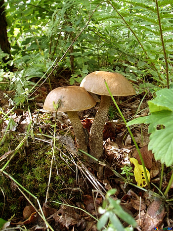 Birch bolete, Forest Mushrooms HD phone wallpaper