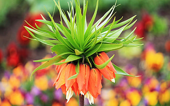 Exotic flower, graphy, exotic, tropic, , nature, flowers HD wallpaper