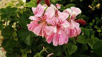 Beautiful Flowers, pink, nature, flowers, plants HD wallpaper