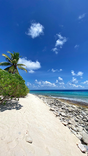 Nature, Beach, Sand, Palms, Coast, Tropical HD phone wallpaper