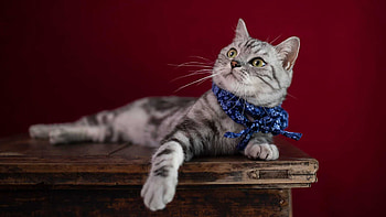 Yellow Eyes Black White Cat Is Lying Down On Wood Table Looking Up In Maroon Color Wall Background Cat HD wallpaper