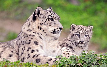 Animals, Snow Leopard, Predators, Spotted, Spotty, Color, Big Cats HD wallpaper
