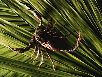 Animals, Scorpions HD wallpaper