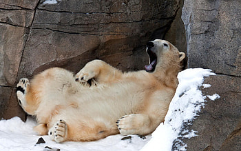 Animals, Bear, Relaxation, Rest, Yawn HD wallpaper