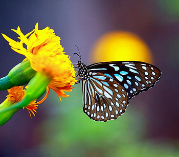 Flutter, blue, black, butterfly, yellow, flower HD wallpaper