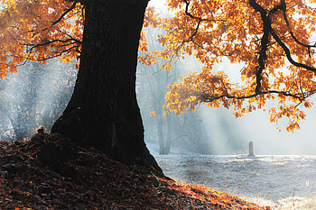 Fall Season Tree , fall, tree, trees, sunbeam HD wallpaper