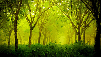 Greenery, Artistic, Forest HD wallpaper
