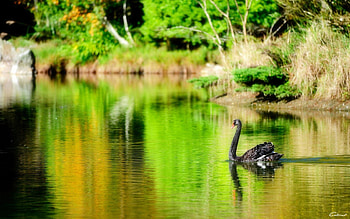 Animals, Lake, Bird, Swan, Pond HD wallpaper