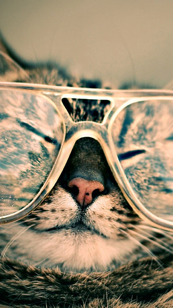 20 Cool Cats Wearing Glasses - Page 10 of 19 - Tons Of Cats HD phone wallpaper
