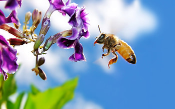 Insects, Bees HD wallpaper