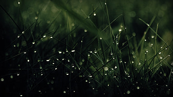 Raindrops on the grass, summer, graphy, rain, raindrops, drops, nature, grass, macro HD wallpaper