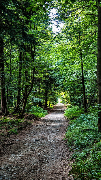 Forest, Green Natural Forest HD phone wallpaper