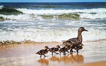 Duck Family by Sea, sea, ducks, family, Latvia, beach HD wallpaper