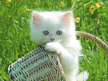 Please Take Me Home, kitten, cat, feline, domestic cat HD wallpaper