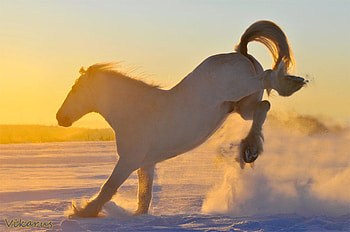Crazy Energy, horse, animals, cavalo, crazy, energy HD wallpaper