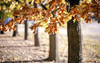 Nature, Trees, Autumn, Foliage HD wallpaper