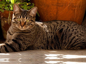 Just Lying Around, cat, lying, striped, light HD wallpaper
