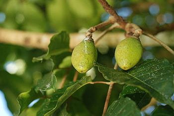 Pili nuts, Rich source of vitamins, Creamy texture, Culinary versatility HD wallpaper