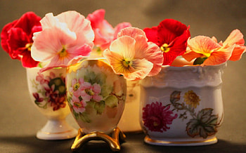 Theresa Flowers, theresa, nature, flowers, red HD wallpaper