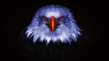 Eagle Raptor Eyes , eagle, birds HD wallpaper