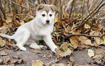 Animals, Autumn, Leaves, Branches, Puppy, Kid, Tot HD wallpaper