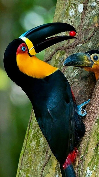 Toucans, Amazing, Bird HD phone wallpaper