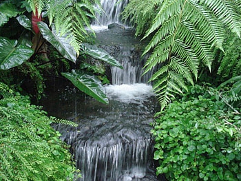 Waterfall, plants, fall, nature, jungle, greens, water, rock, fern HD wallpaper
