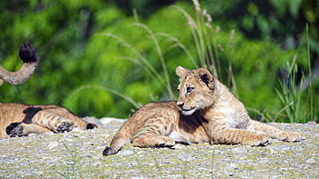 Animals, Grass, Young, Lion, Sight, Opinion, Joey, Profile HD wallpaper